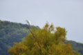 Great Egret perched in a tree top Royalty Free Stock Photo
