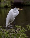 Great Egret perched on a tree Royalty Free Stock Photo