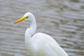 Great Egret Perched on a Water's Edge Royalty Free Stock Photo