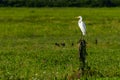 Great egret perched on a wire fence trunk, with green pasture in the background and flowers in the foreground