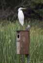 Great Egret perched on Wood Duck breeding box in Marsh habitat