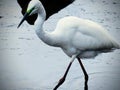 The great egret perching on a stream hunting fish Royalty Free Stock Photo