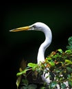 A great egret is pictured here.