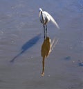 Great Egret plies the shoreline of the marsh river bed Royalty Free Stock Photo