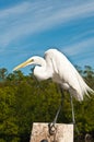 Great Egret poised to catch fish scraps Royalty Free Stock Photo