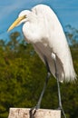 Great Egret poised to catch fish scraps at a tropical marina in the Gulf of Mexico Royalty Free Stock Photo