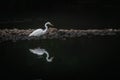 White egret and its reflection in a river Royalty Free Stock Photo