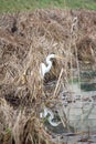 Great egret in a pond with reflection on water Royalty Free Stock Photo