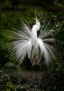 Great Egret Portrait Royalty Free Stock Photo