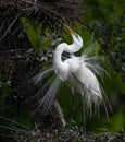 Great Egret Portrait Royalty Free Stock Photo