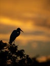 A Great Egret  Portrait Royalty Free Stock Photo