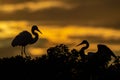 A Great Egret  Portrait Royalty Free Stock Photo