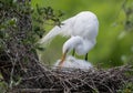 Great Egret Portrait Royalty Free Stock Photo