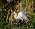 Great Egret Portrait Royalty Free Stock Photo