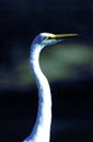 Great Egret  8051 Royalty Free Stock Photo