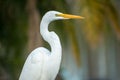 Great egret portrait. Large bird in natural habitat.