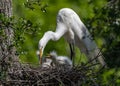 Great Egret Portrait Royalty Free Stock Photo