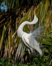 Great Egret Portrait Royalty Free Stock Photo