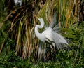 Great Egret Portrait Royalty Free Stock Photo