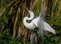 Great Egret Portrait Royalty Free Stock Photo