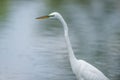 Great egret portrait with wonderful detail - taken in a wetland off the Minnesota River Royalty Free Stock Photo