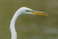 Great egret portrait with wonderful detail - taken in a wetland off the Minnesota River Royalty Free Stock Photo