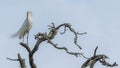 Great Egret Posing in an Artistic Dead Tree Top Royalty Free Stock Photo