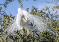 Great Egret Posing in Breeding Plumage Royalty Free Stock Photo