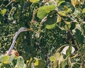 Great Egret Posing in Sea Grape Trees