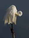 Great Egret preening Royalty Free Stock Photo