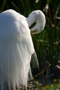 Great egret preening Royalty Free Stock Photo