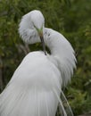 Great Egret preening Royalty Free Stock Photo