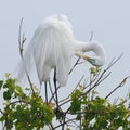 Great Egret Preening its Feathers Royalty Free Stock Photo