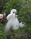 Great Egret Preening its Feathers Royalty Free Stock Photo