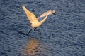 Great egret preparing to fly with its wings open Royalty Free Stock Photo