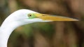 Great Egret in profile Royalty Free Stock Photo