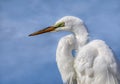 Great Egret In Profile - Florida Royalty Free Stock Photo