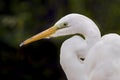 Great Egret Profile Royalty Free Stock Photo