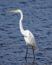 Great Egret  on the prowl Royalty Free Stock Photo