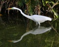 Great Egret on the Prowl Royalty Free Stock Photo