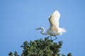 Great Egret Ready for Takeoff Royalty Free Stock Photo