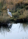 Great Egret with Reflection