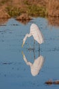 Great Egret Reflection Feeding in a Pond in Arizona