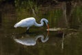 Great Egret, Reflection, Feeding in a Pond