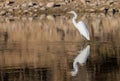 Great Egret Reflection in a River in Arizona Royalty Free Stock Photo