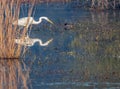 A Great Egret reflection in water Royalty Free Stock Photo