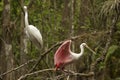 Great egret and roseate spoonbill perched in the Florida Everglades. Royalty Free Stock Photo