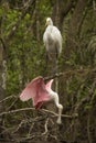 Great egret and roseate spoonbill perched in the Florida Everglades. Royalty Free Stock Photo