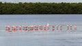 Great Egret and Roseate Spoonbills, J.N. Ding Darling Nation