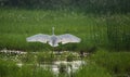 Great Egret`s Open Wings Royalty Free Stock Photo